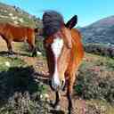 Manolis 