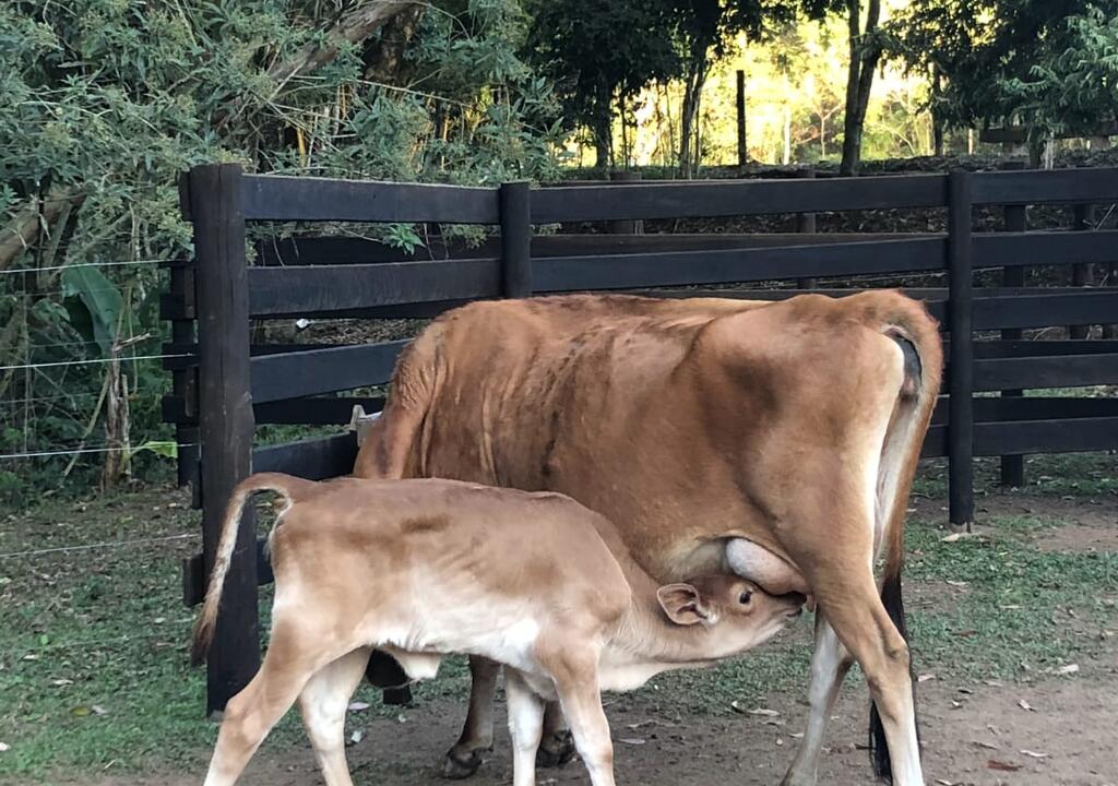 Você gosta de natureza? Venha ajudar nosso sítio no interior SP