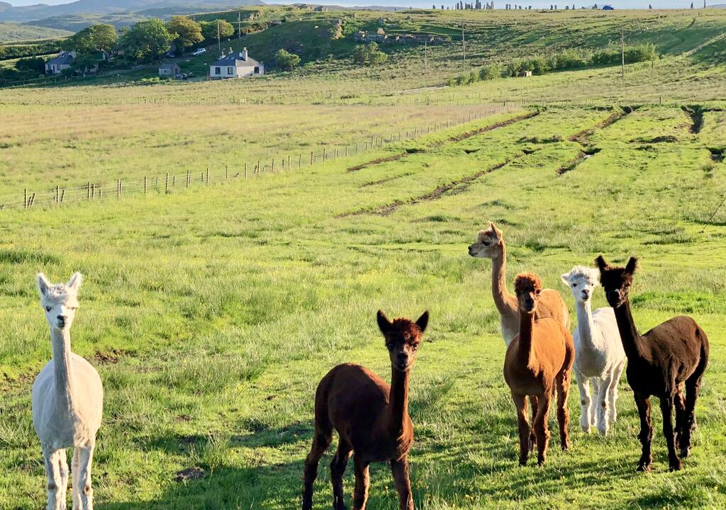 Arabian Endurance Horses, Horse Riding & Farm Stay