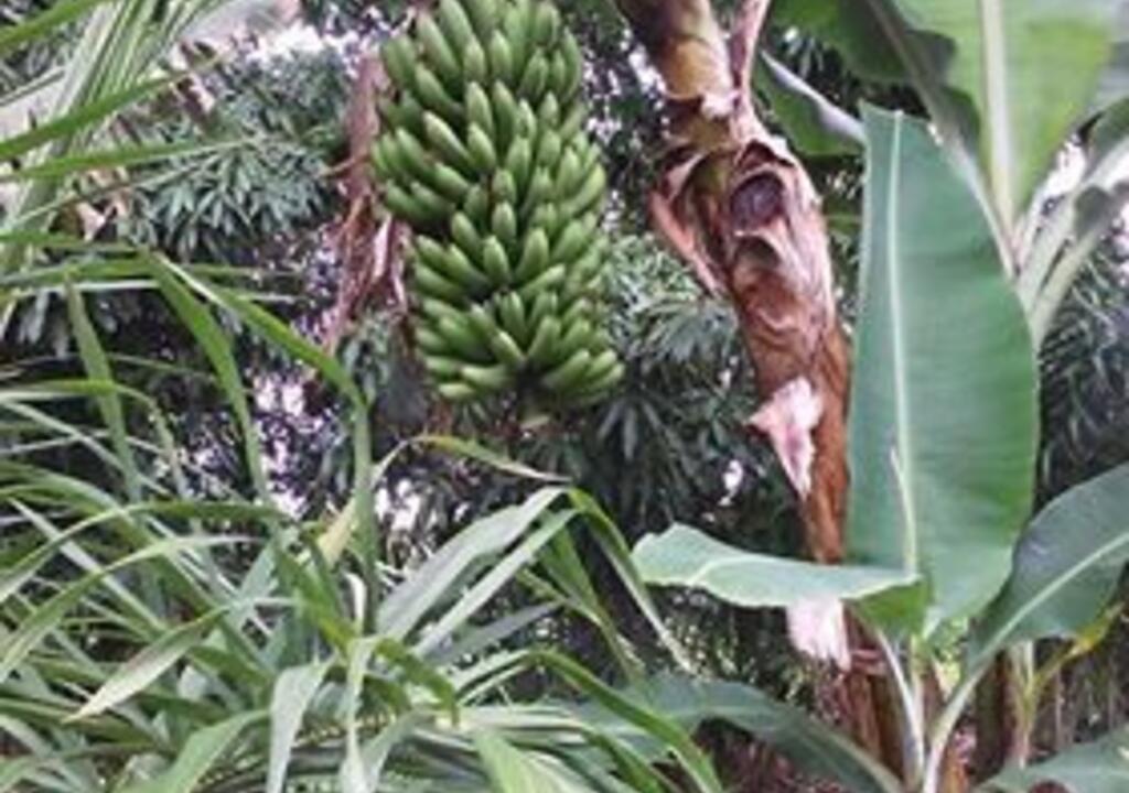 Ajude-nos nas tarefas do plantio
